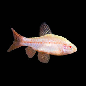 Albino Cherry Barb