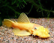 Lemon Short Fin Catfish