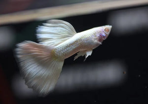 Albino Platinum Guppy