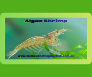 Glass Echo Shrimp