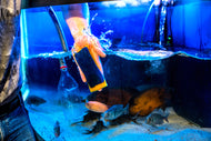 Aquarium Cleaning & Maintenance (4ft and below)