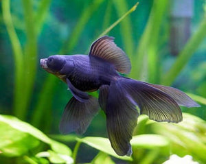 Black Moor Goldfish – Melbourne Tropical Fish