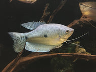 Blue or Three Spot Gourami