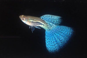 Blue Grass Guppy Male