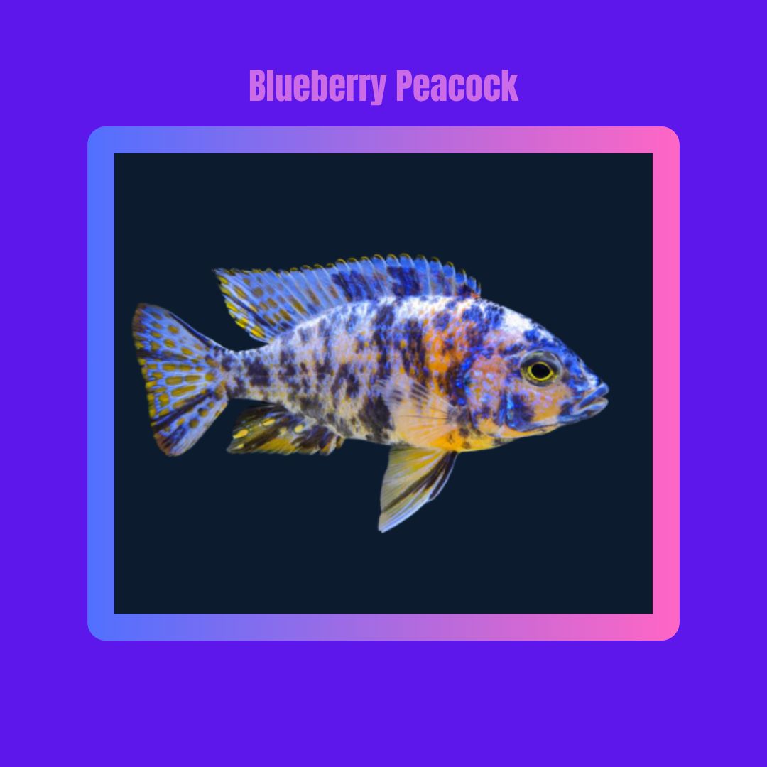 Blueberry Peacock