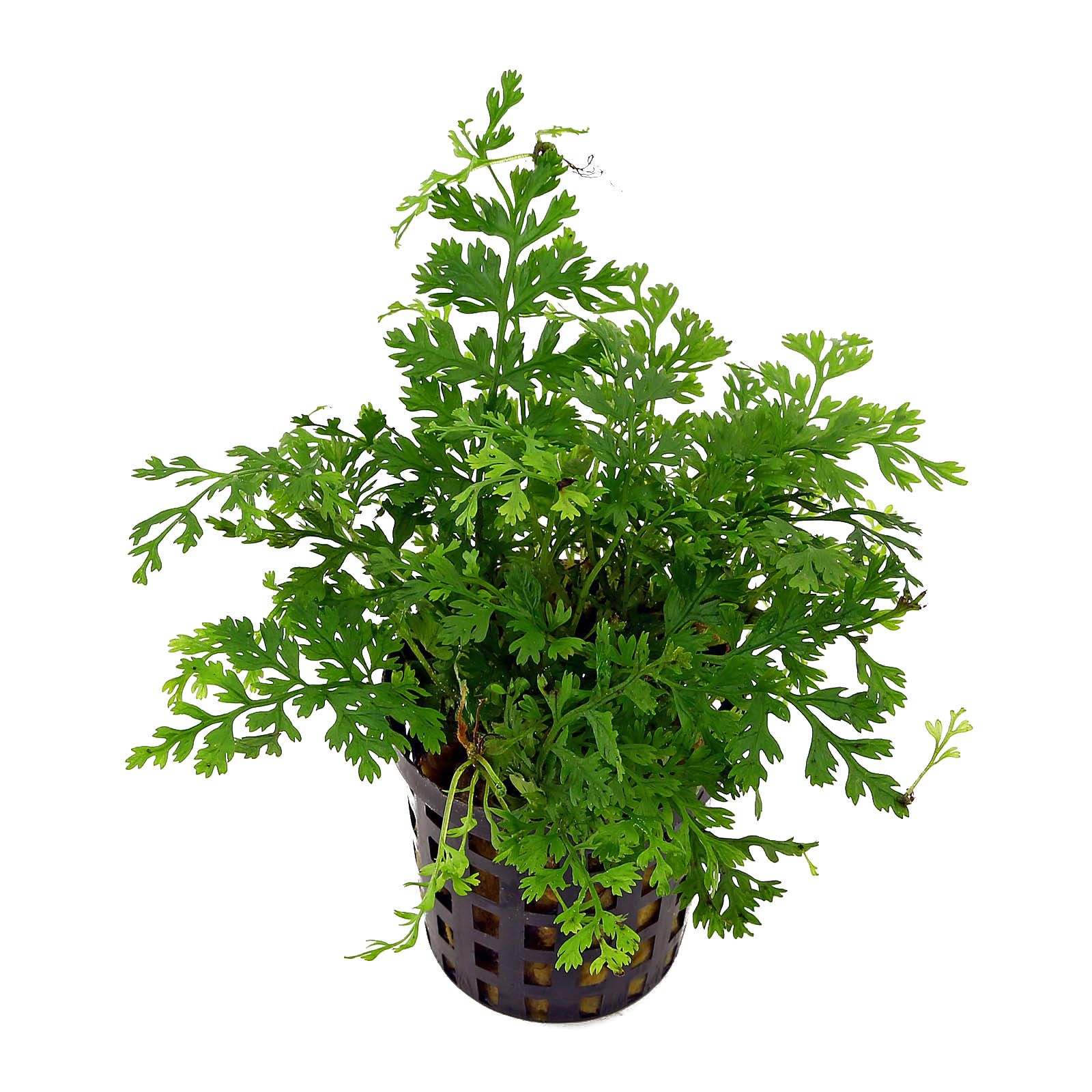 Bolbitus Medium – Melbourne Tropical Fish