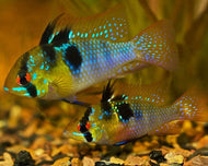 Blue Ram