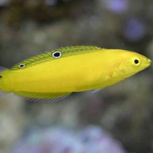 Canary Wrasse