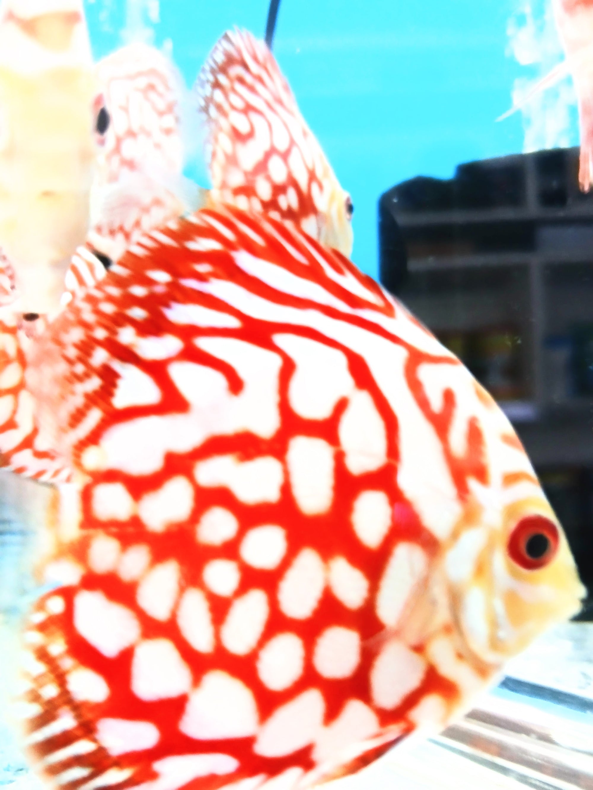 Discus Pigeon Checker Board Imported 6cm