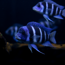 Load image into Gallery viewer, Aquarium Cleaning &amp; Maintenance (4ft and below)

