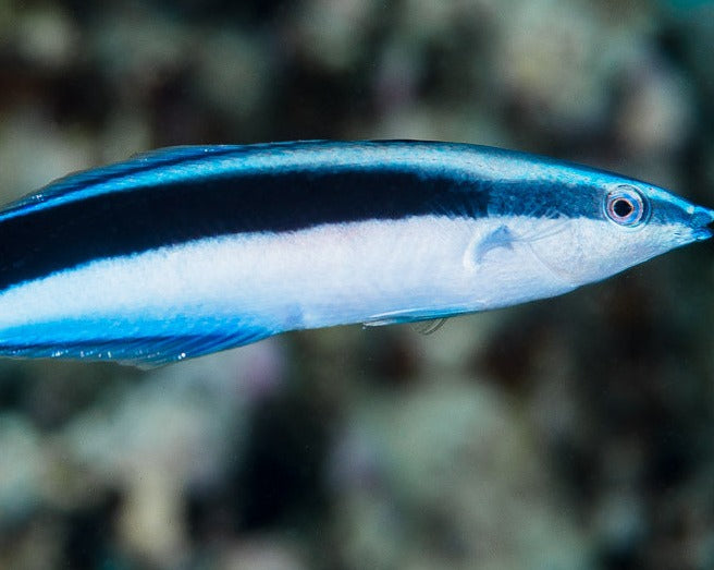 Cleaner Wrasse – Melbourne Tropical Fish