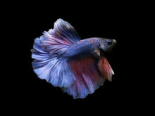 Load image into Gallery viewer, Betta Male
