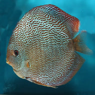 Discus Flora Snakeskin