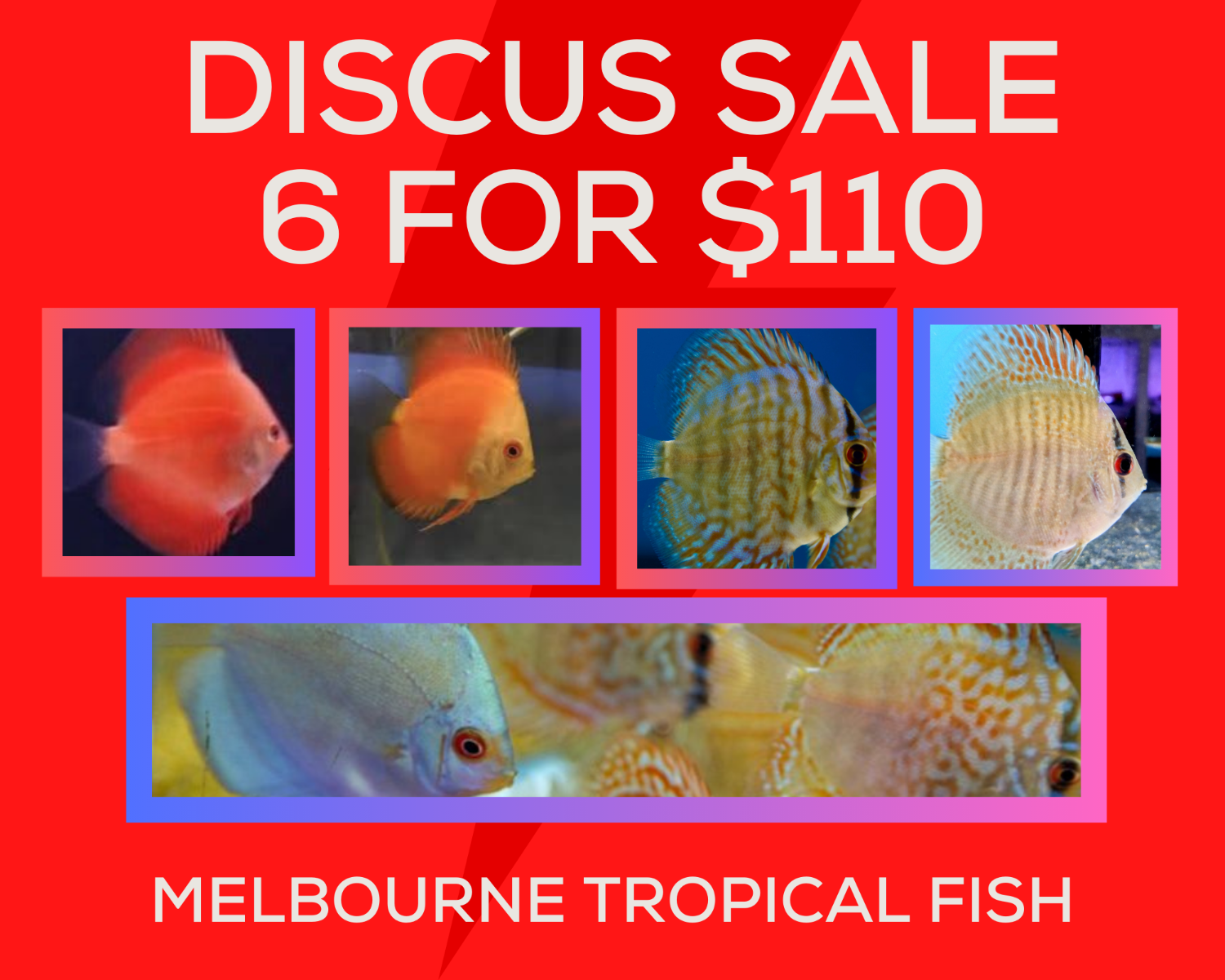 Discus Fish 5cm  6 for $110