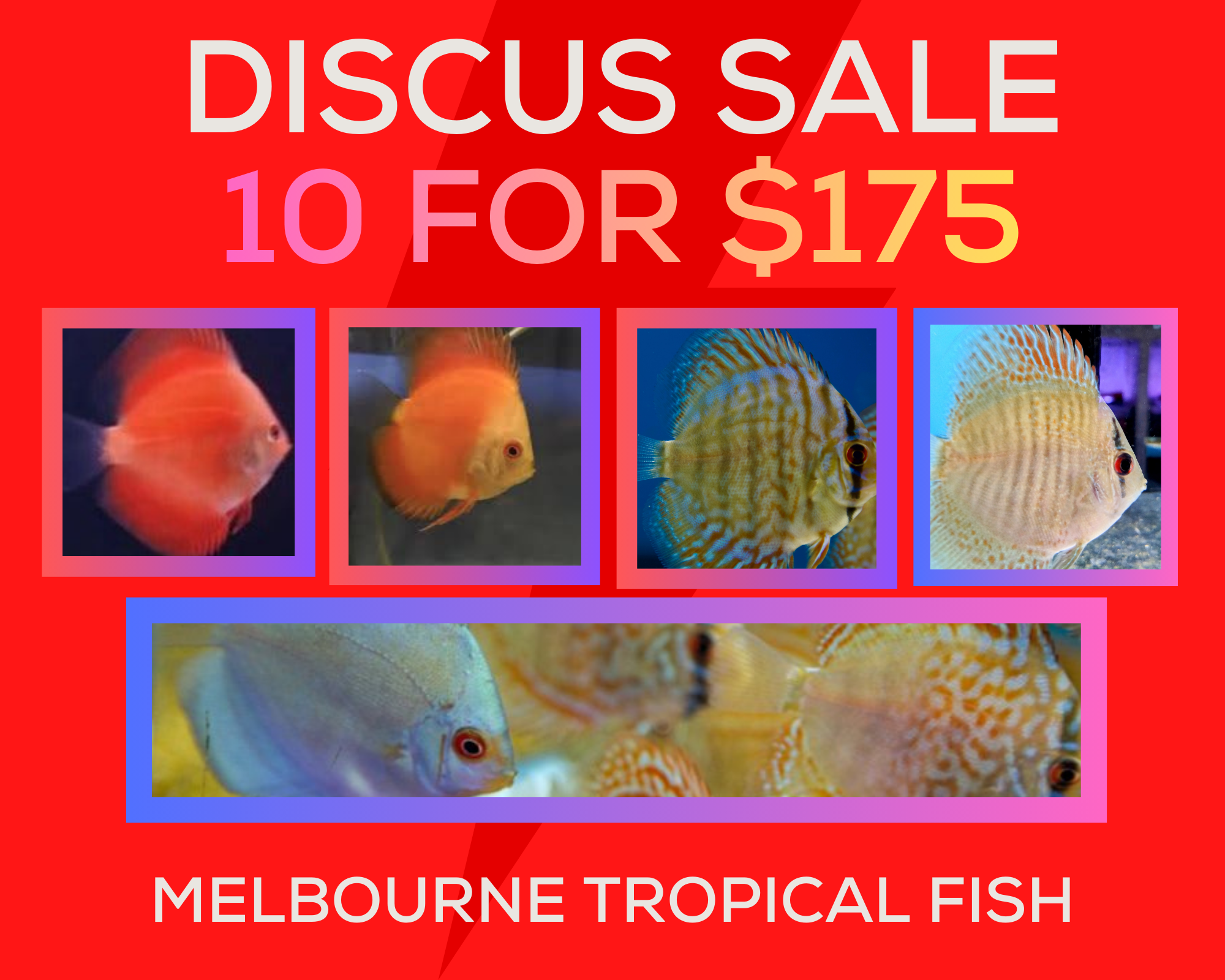 DIscus Fish 5-6cm 10 for $175