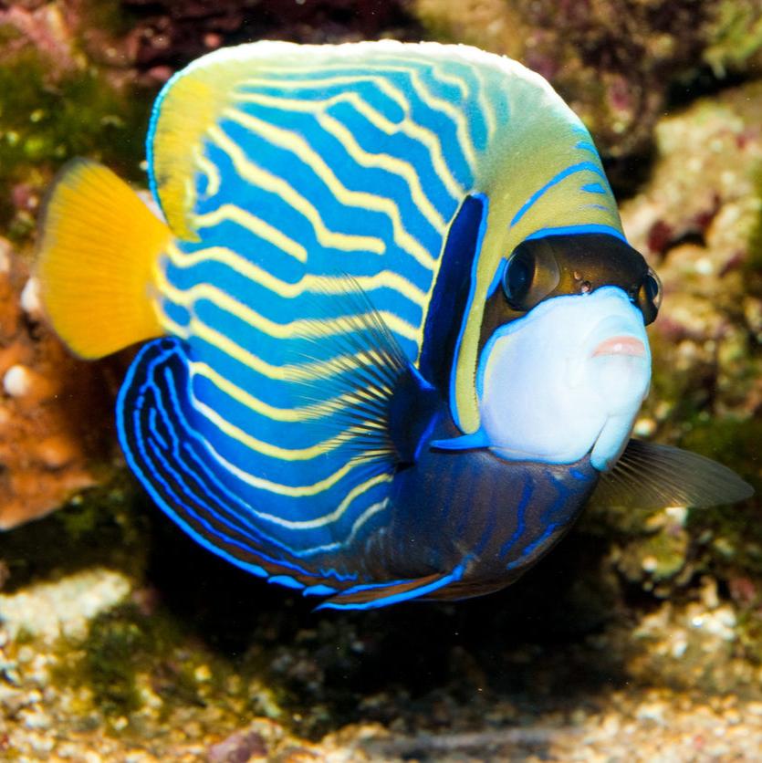 Emperor Angelfish Adult