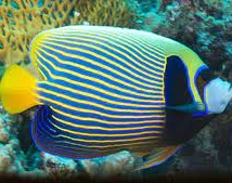 Emperor Angelfish Adult