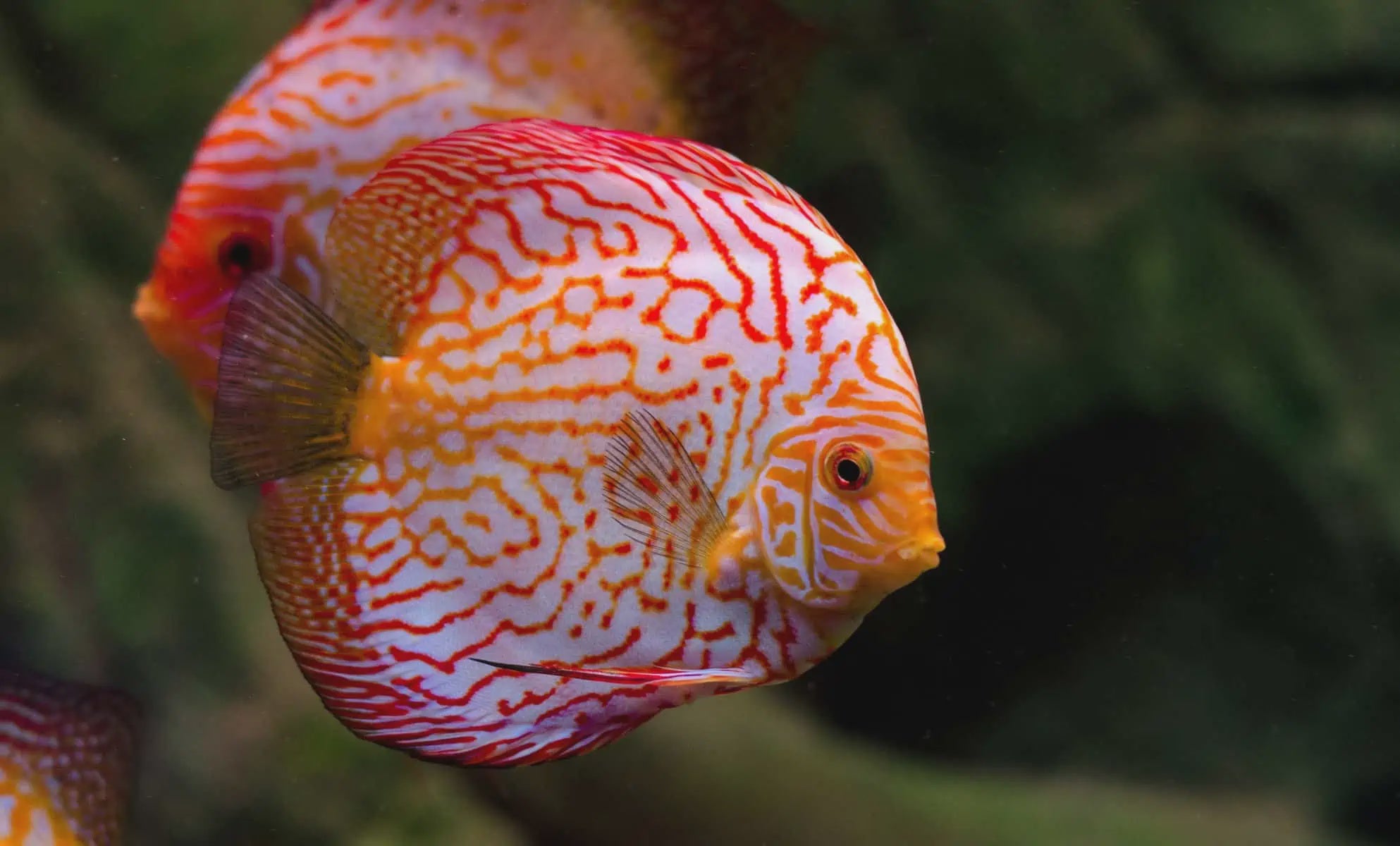 Red Checkerboard Discus 9cm