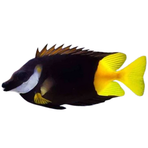 Fiji Foxface Rabbitfish
