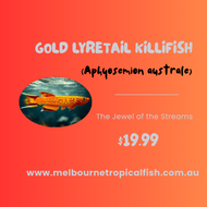 Gold Lyretail Killifish