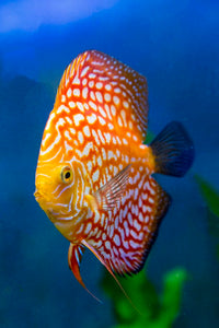 Golden Checkerboard Discus 18 to 20cm