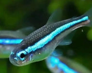 Green Neon Tetra 3cm