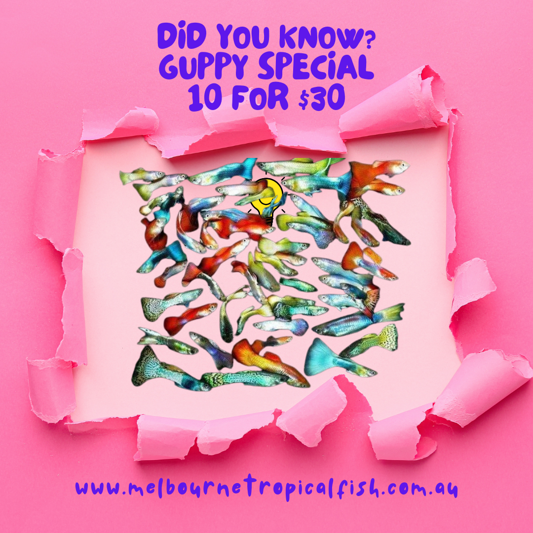 Guppy Exotic Special 10 for $30