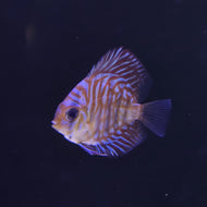 Tiger Turquoise Discus 5cm