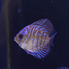 Load image into Gallery viewer, Tiger Turquoise Discus 5cm
