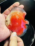 Red Valentine Discus 9cm