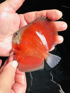 Red San Merah Discus 9cm