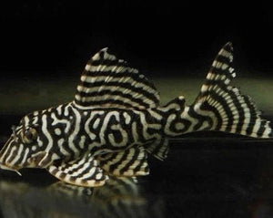L333  KING TIGER Pleco Catfish