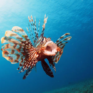 Lion Fish