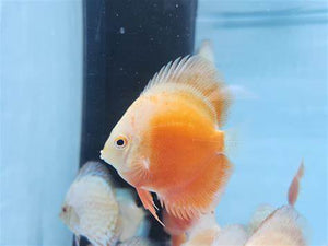 Red Valentine Discus 5cm