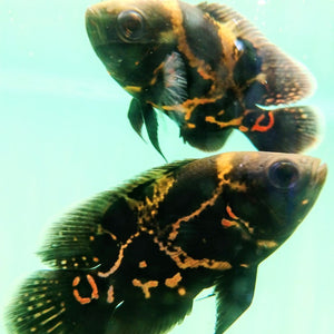 Tiger Oscar Medium to Small