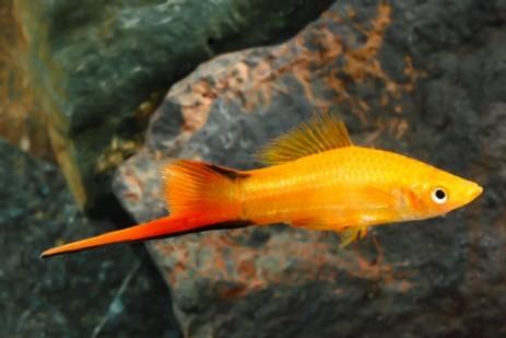 Pineapple Swordtail