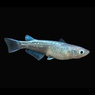 Japanese Medaka Platinum Ricefish