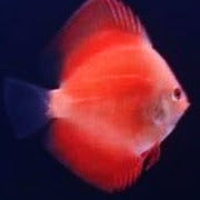 Discus Red Melon