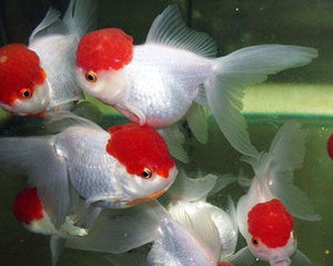 Red Cap Oranda Goldfish 5cm