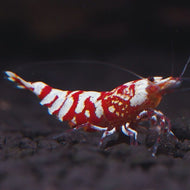 Red Galaxy Shrimp
