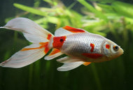 Red Comet 12-14cm
