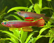 Red Stripe Killifish