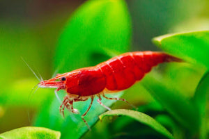 Cherry Red Shrimp