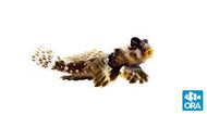 Scooter Dragonet Goby