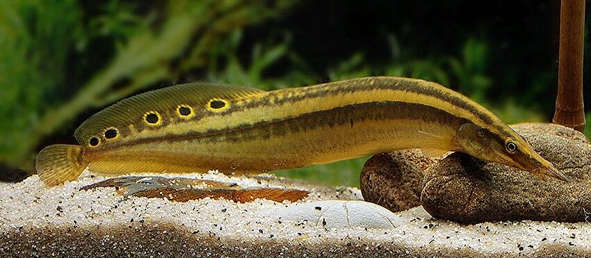 Spiny Eel Giant 22cm