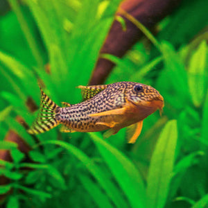 Sterbai Corydoras