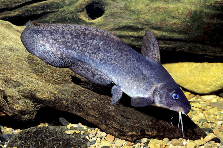 Tandanus Catfish – Melbourne Tropical Fish