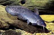 Tandanus Catfish