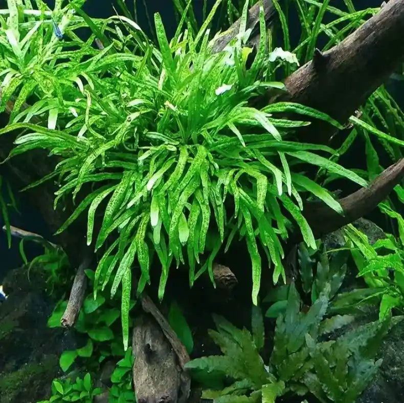Trident Java Fern – Melbourne Tropical Fish