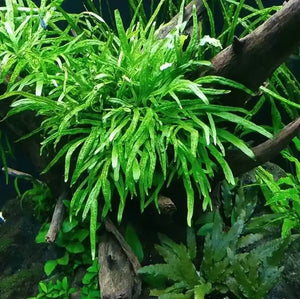 Trident Java Fern